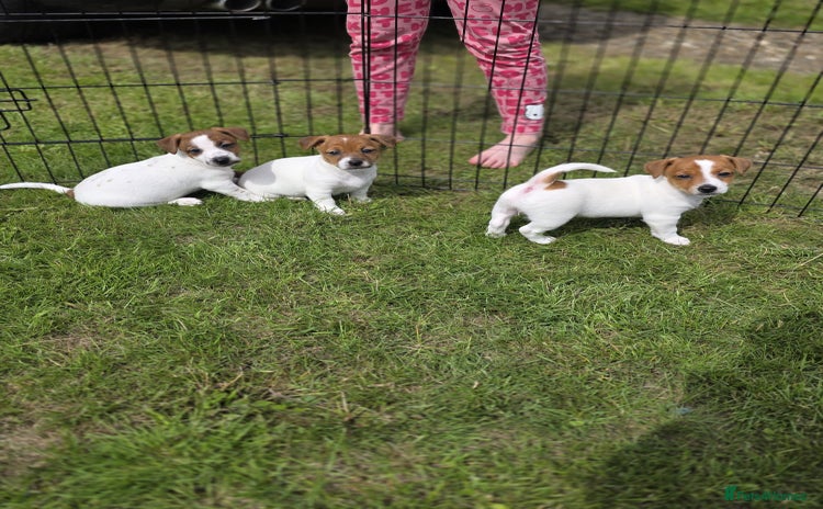 Jack Russell dogs - Advert 3