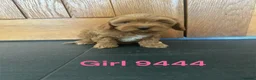 Cavapoo dogs for sale: Cavapoo pups F1 reds parent's DNA TESTED  - Advert 12