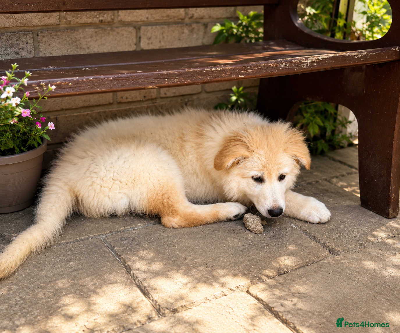 German Shepherd dogs German Shepherd Puppies ⭐️ ONLY 2 AVAILABLE ⭐️ - Advert 2