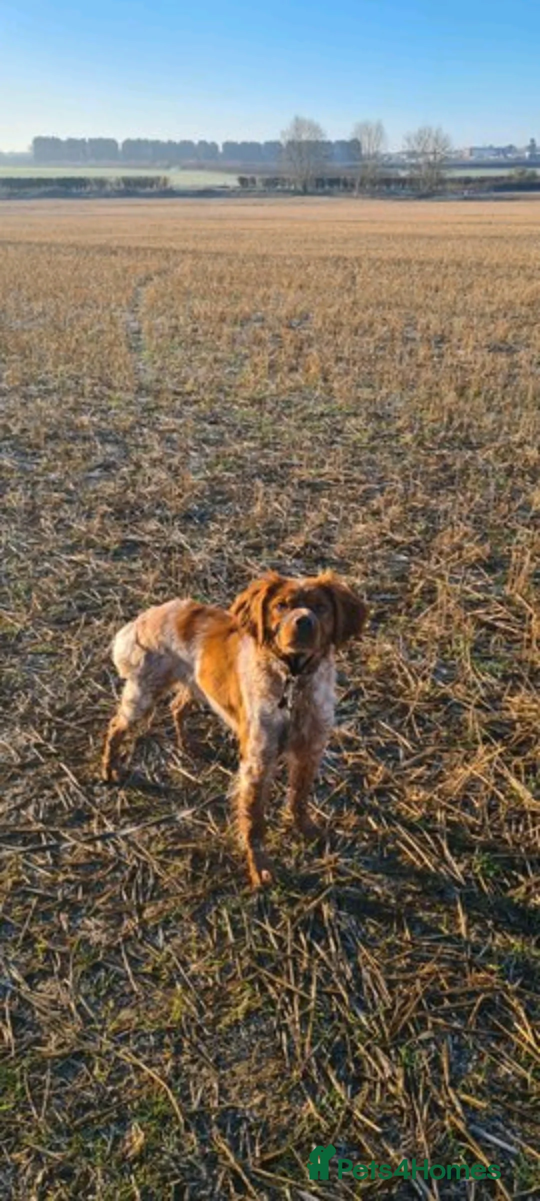 Brittany Spaniel dogs for sale: Female Brittany Spaniel - Advert 1