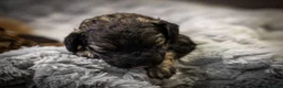 Mini Goldendoodle dogs for sale: Mini Goldendoodles - Advert 25