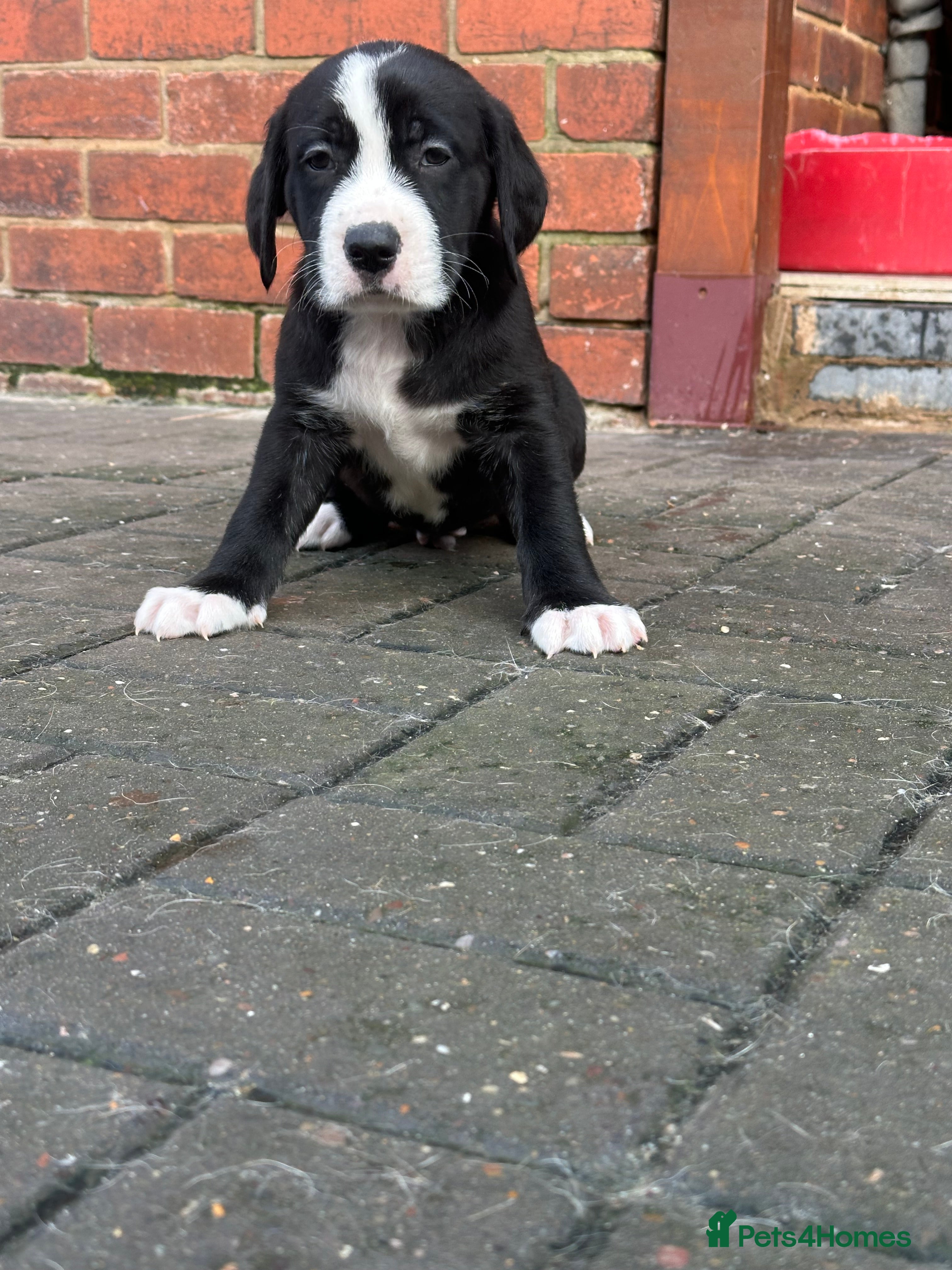 Mixed Breed dogs Lab- Cane Corso Puppies Looking for Loving Homes  - Advert 2