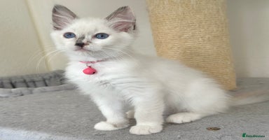 Ragdoll cats - Advert 7