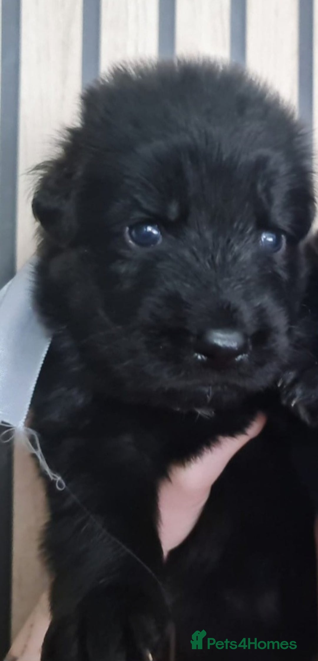 German Shepherd dogs for sale: KC, Top Quality Long Hair GSD Puppies  - Advert 26