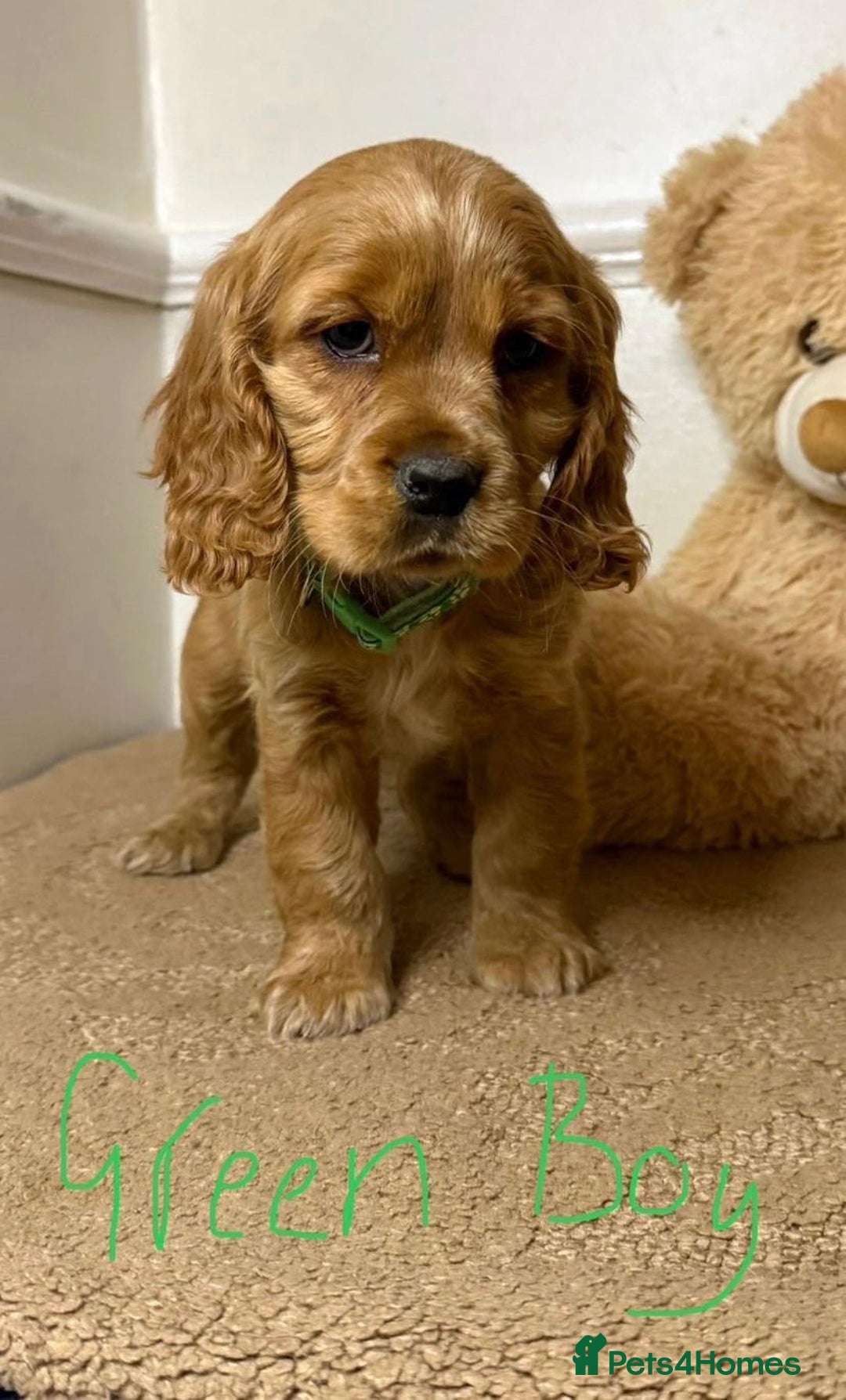 Cavapoo dogs for sale: F2 Cavapoo puppies 🐶 - Advert 10
