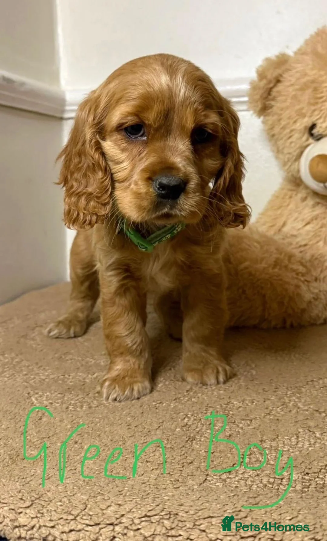Cavapoo dogs for sale: F2 Cavapoo puppies 🐶 - Advert 10