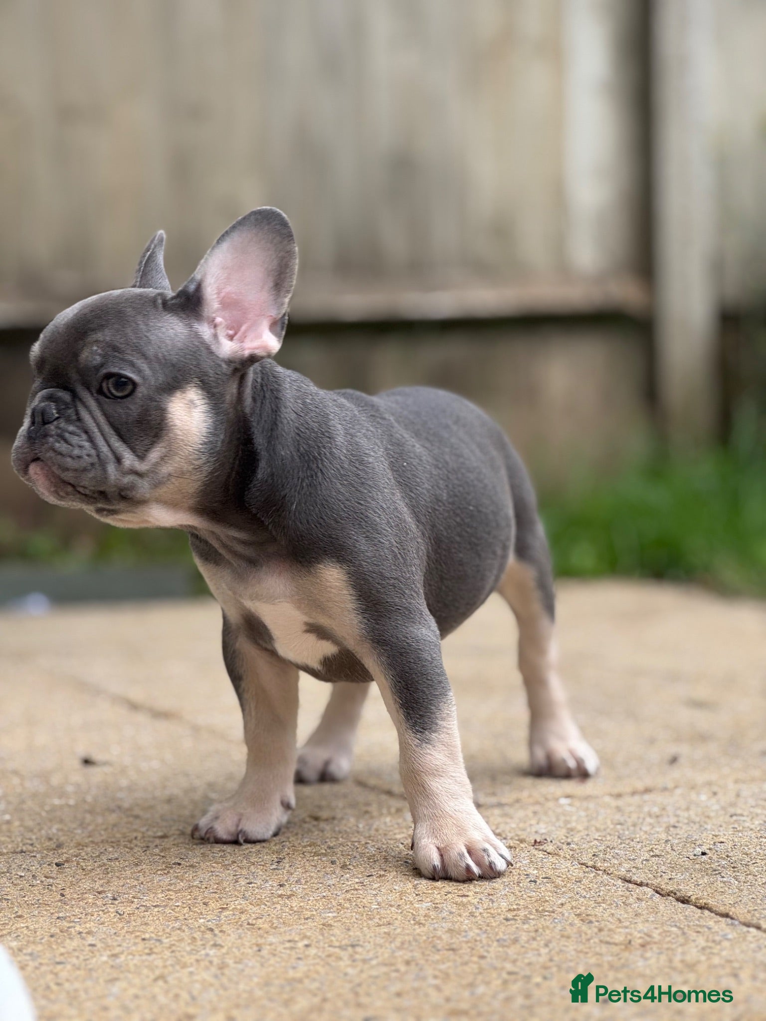 French Bulldog dogs PRICE DROP 2 PUPPIES KCREG HEALTH CLEAR FRENCHIE - Advert 6