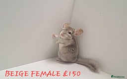 Chinchilla rodents for sale: STUNNING BABIES CHINCHILLA MIX COLOURS AND GENDER  - Image 2