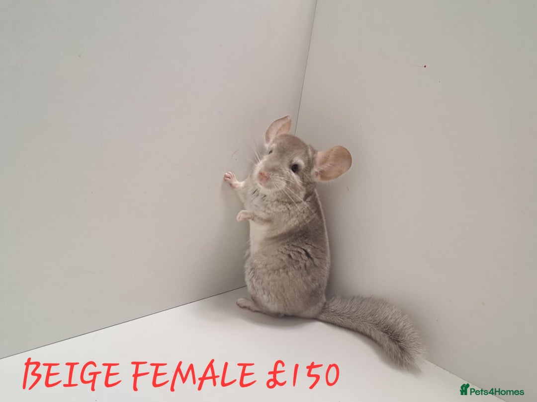 Chinchilla rodents for sale: STUNNING BABIES CHINCHILLA MIX COLOURS AND GENDER  - Image 2