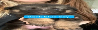 German Shepherd Puppy 10