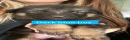 German Shepherd dogs for sale: Beautiful Plush Coated German Shepherd Puppies  - Advert 22