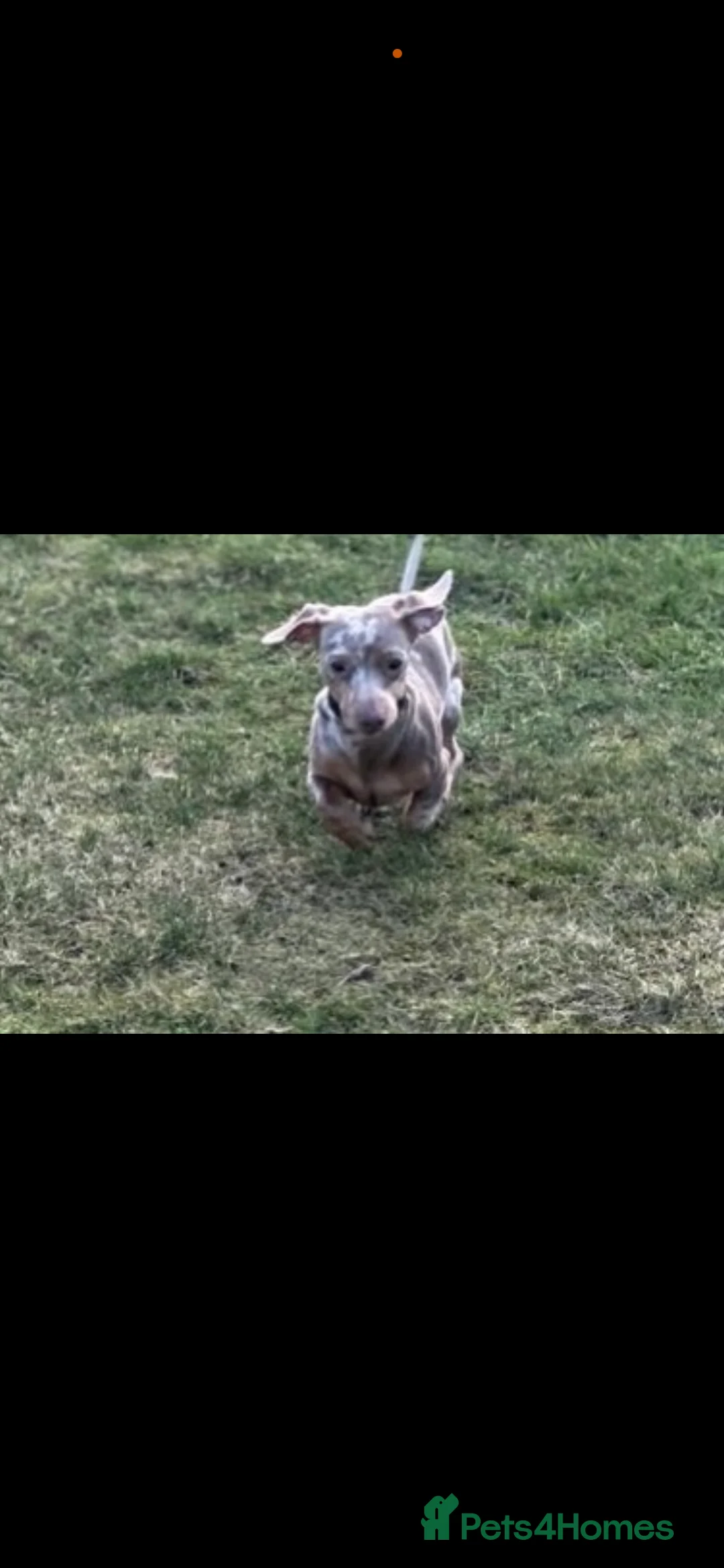 Miniature Dachshund dogs for sale: KC Miniature Isabella Dachshunds - Advert 5