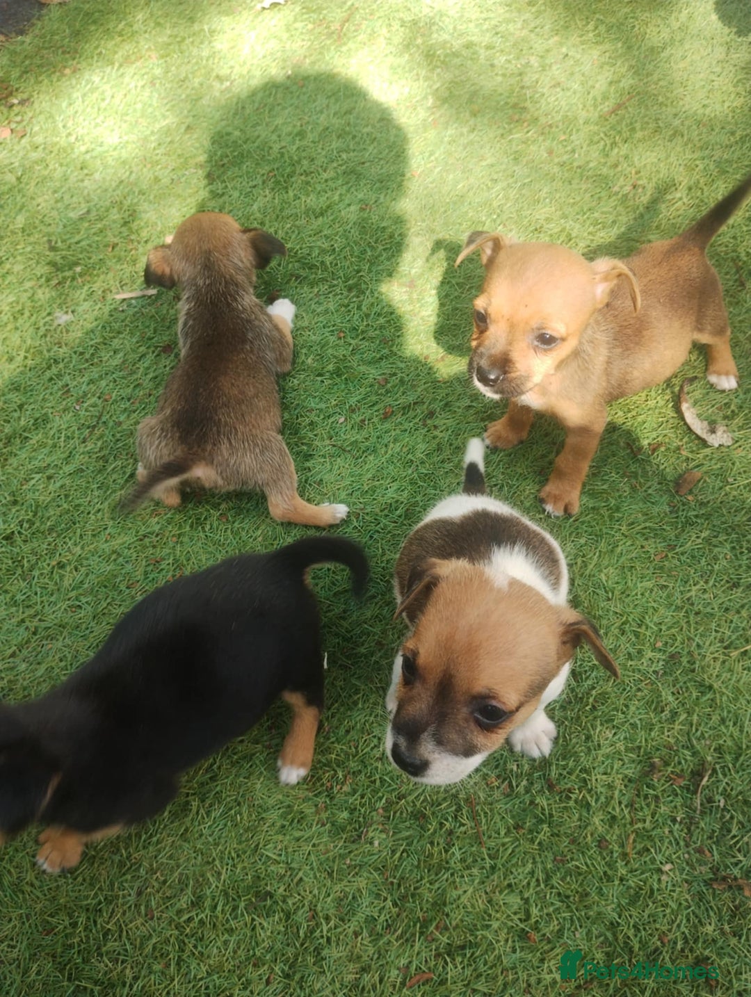 Jack Russell dogs for sale: Tradisional Jack russles  - Image 5