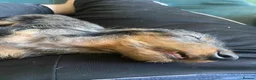 Dachshund dogs for sale: Wirehaired Standard Dachshund  - Advert 9