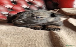 German Shepherd dogs for sale: Long-Haired Straight Back German Shepherd Puppies - Image 20