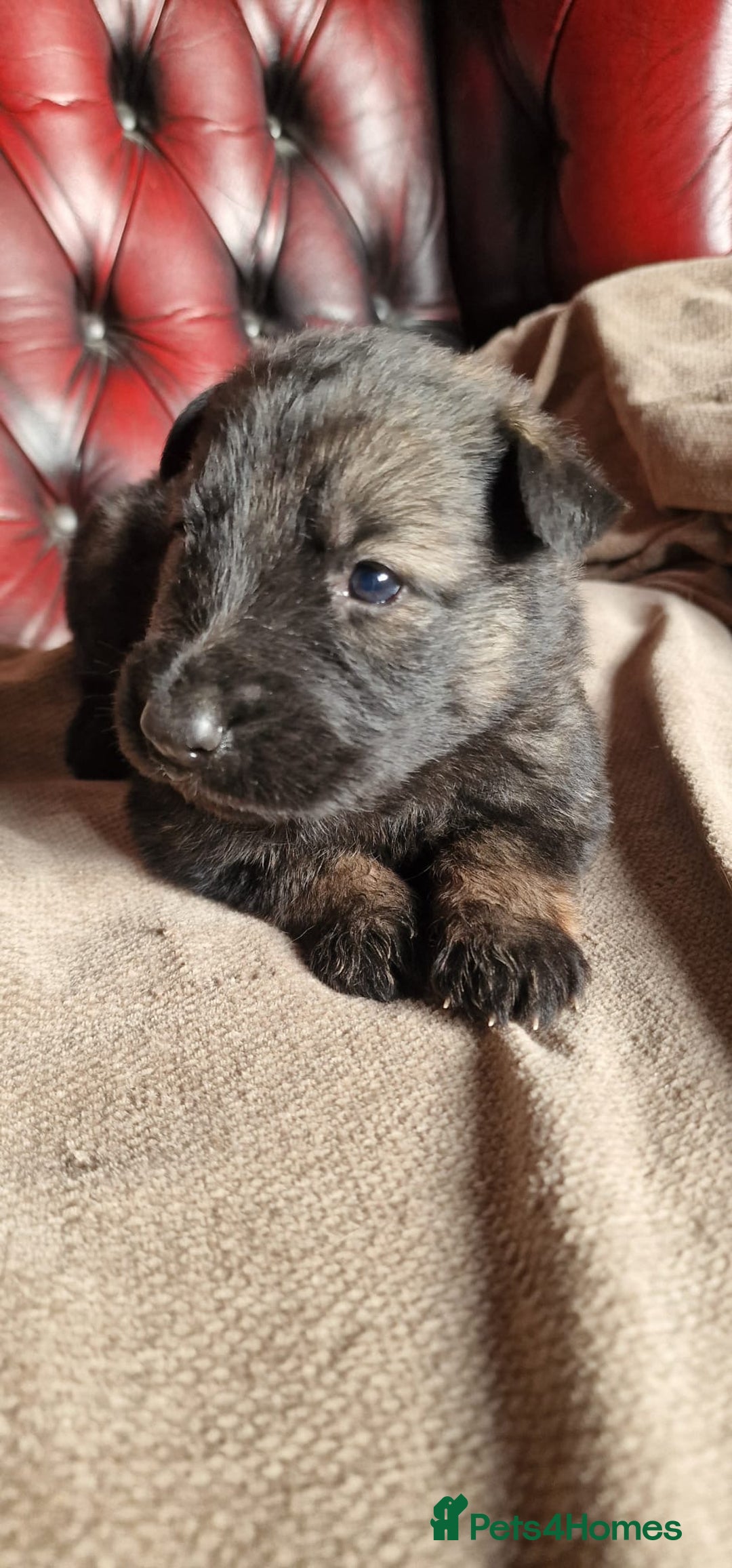German Shepherd dogs for sale: Long-Haired Straight Back German Shepherd Puppies - Image 20