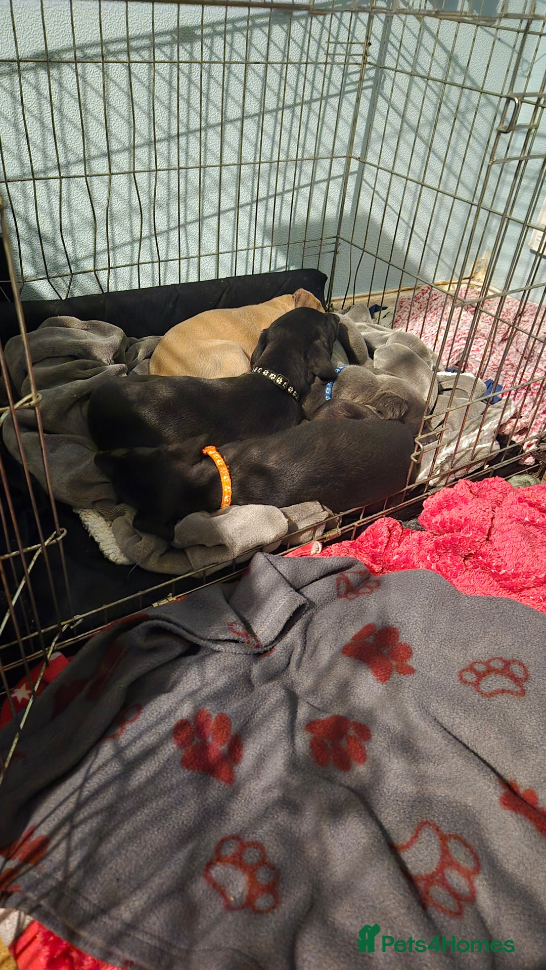 Mixed Breed dogs for sale: Greyhound lurcher cross - Advert 18