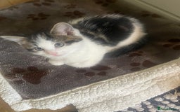 Mixed Breed cats for sale: Looking for forever home - Image 6