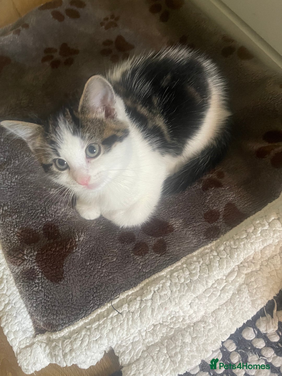 Mixed Breed cats for sale: Looking for forever home - Image 6