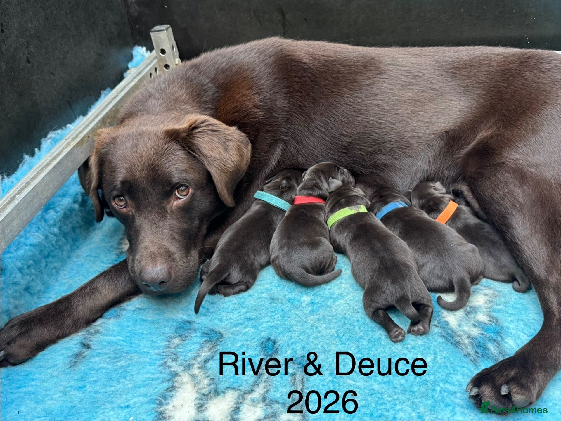 Labrador Retriever dogs for sale: KENNEL CLUB REGISTERED CHOCOLATE LABRADOR PUPPIES  - Advert 1