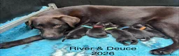 Labrador Retriever dogs for sale: KENNEL CLUB REGISTERED CHOCOLATE LABRADOR PUPPIES  - Advert 1