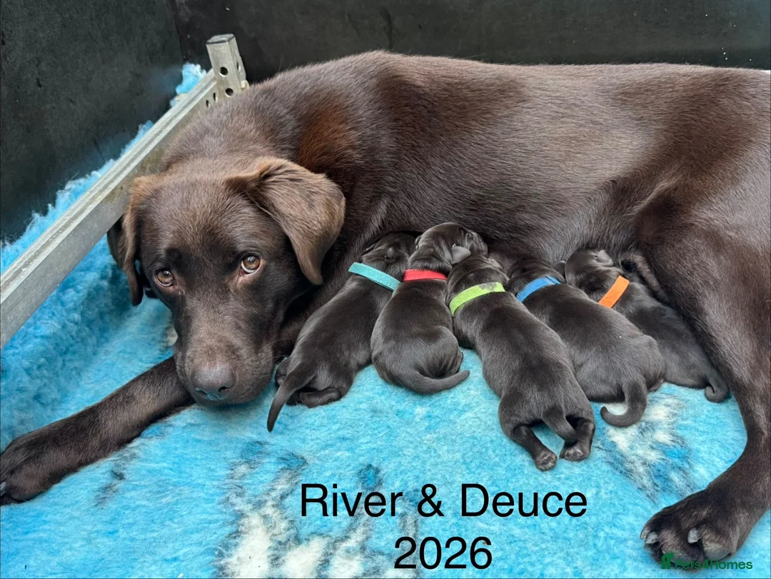 Labrador Retriever dogs for sale: KENNEL CLUB REGISTERED CHOCOLATE LABRADOR PUPPIES  - Advert 1