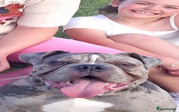 Old Tyme Bulldog dogs for sale: Male Lilac merle old tyme bulldog - Image 3