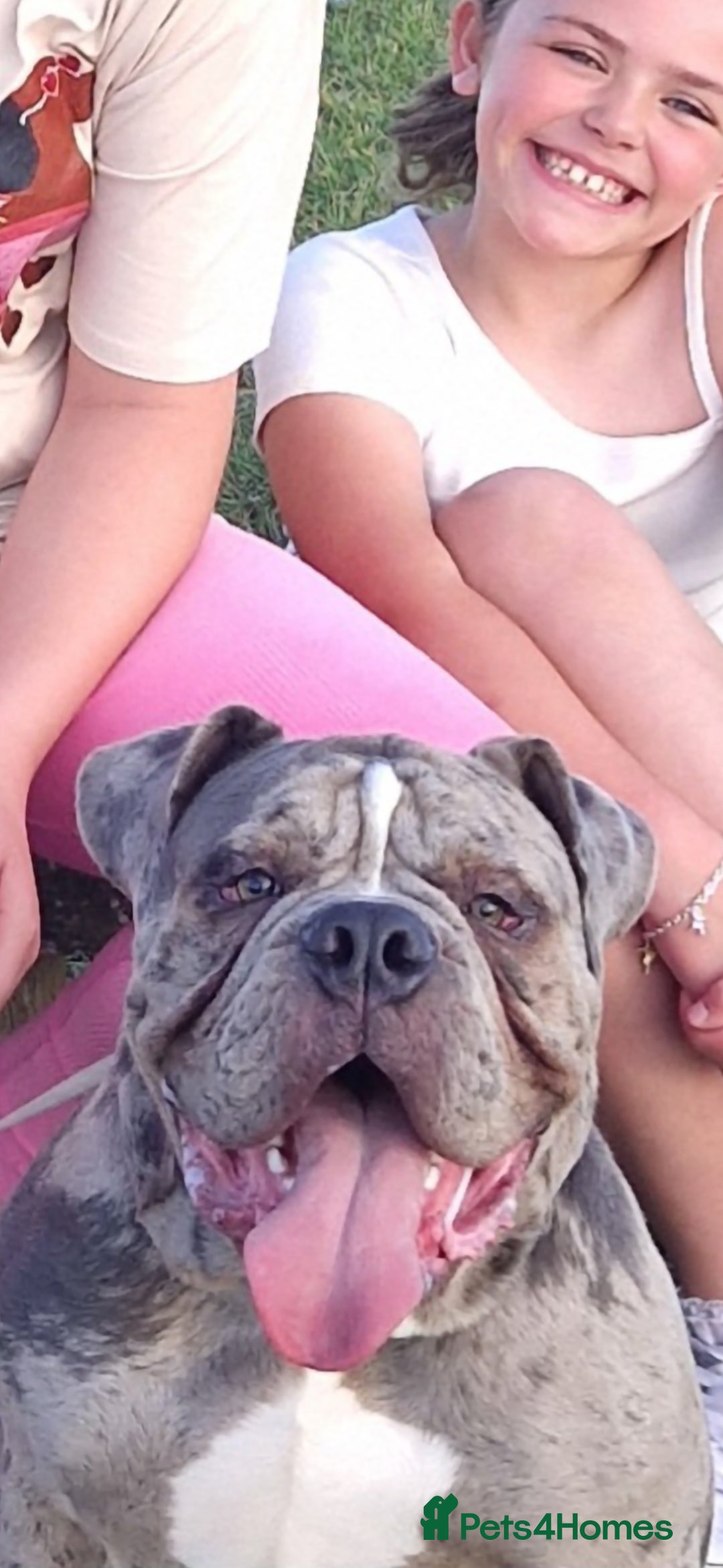 Old Tyme Bulldog dogs for sale: Male Lilac merle old tyme bulldog - Image 3