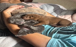 Shar Pei dogs for sale: 3 beautiful shar Pei puppy’s  - Image 1