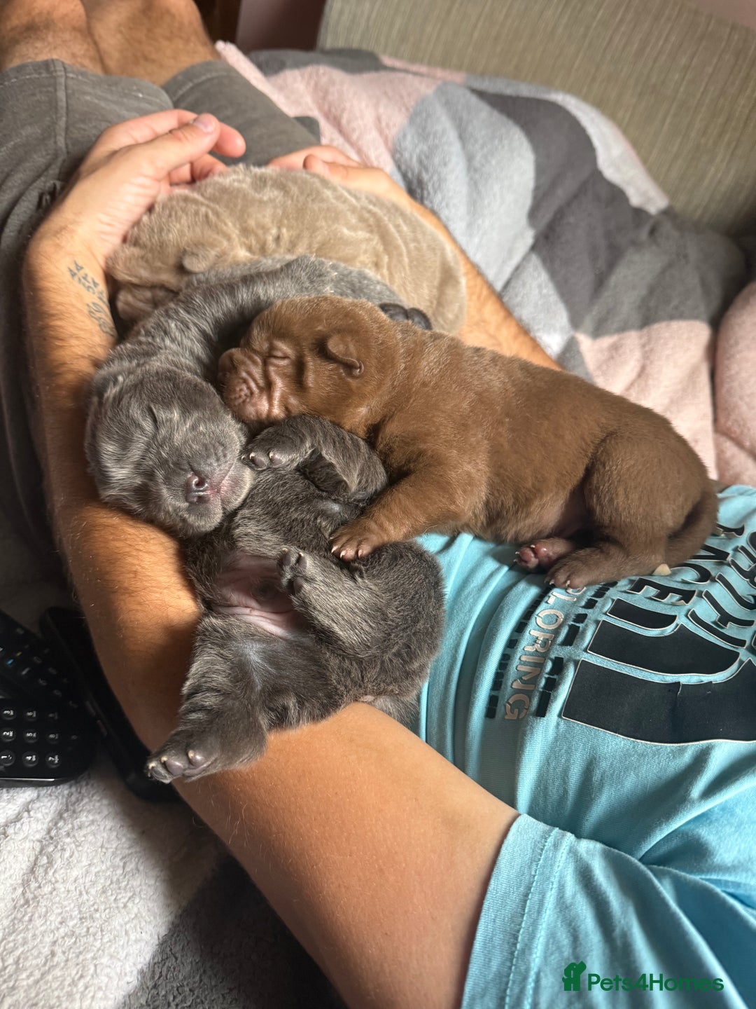 Shar Pei dogs for sale: 3 beautiful shar Pei puppy’s  - Image 1