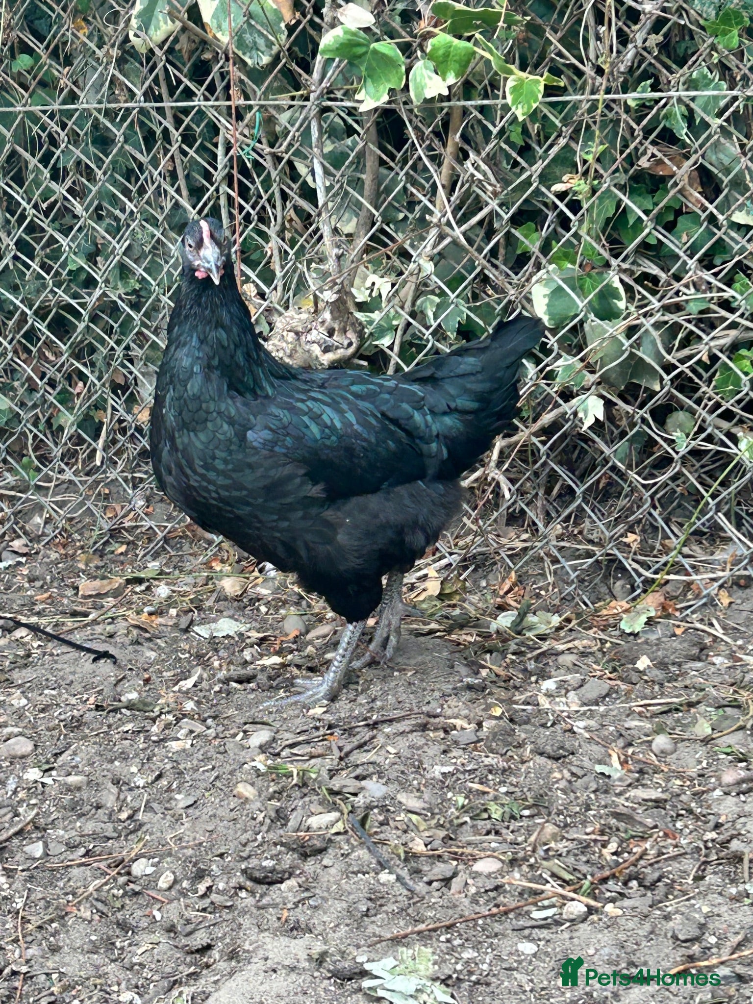 Chickens poultry 2 POL copper maran & olive egger hybrid growers - Advert 18