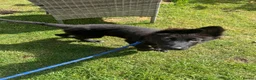 German Shepherd dogs for sale: German Shepherd Female in Alford - Advert 6