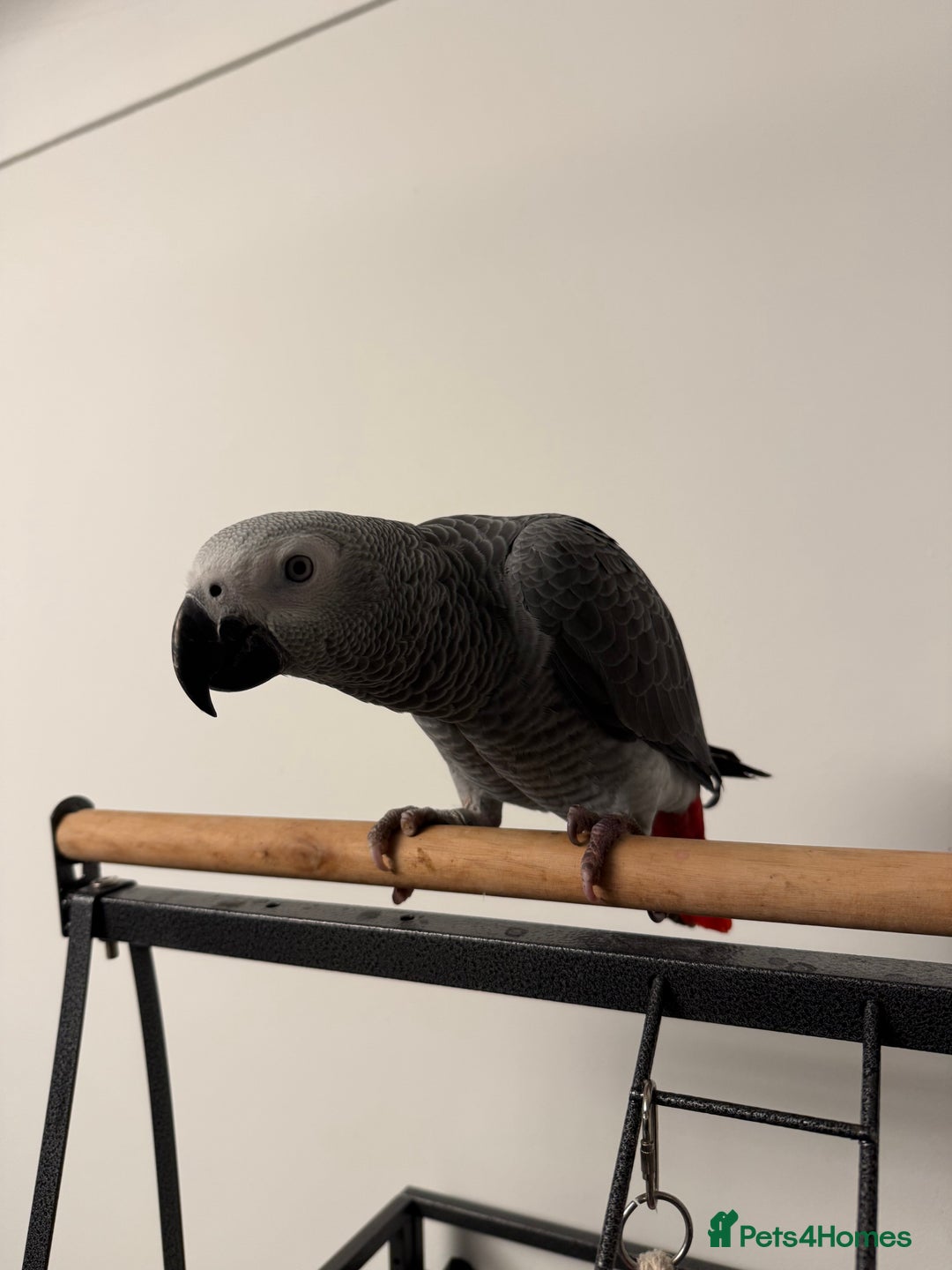 Parrots birds for sale: Baby African grey 6 months only - Advert 3