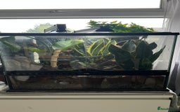 Gecko reptiles for sale: Lily White Crested Gecko - Image 5