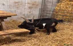 Goats livestock for sale: 2 x Male Pygmy Goats  - Image 10