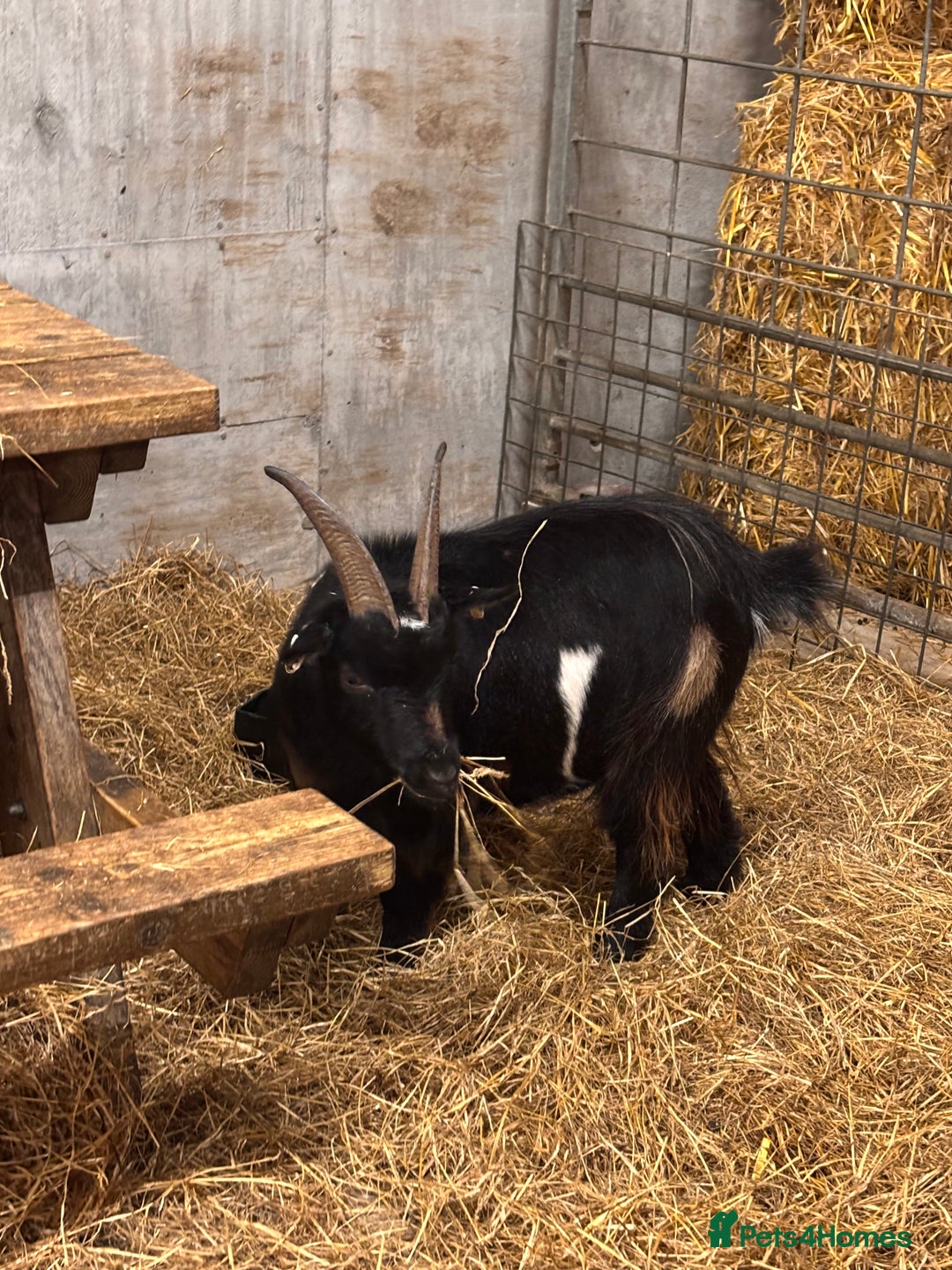 Goats livestock for sale: 2 x Male Pygmy Goats  - Image 10
