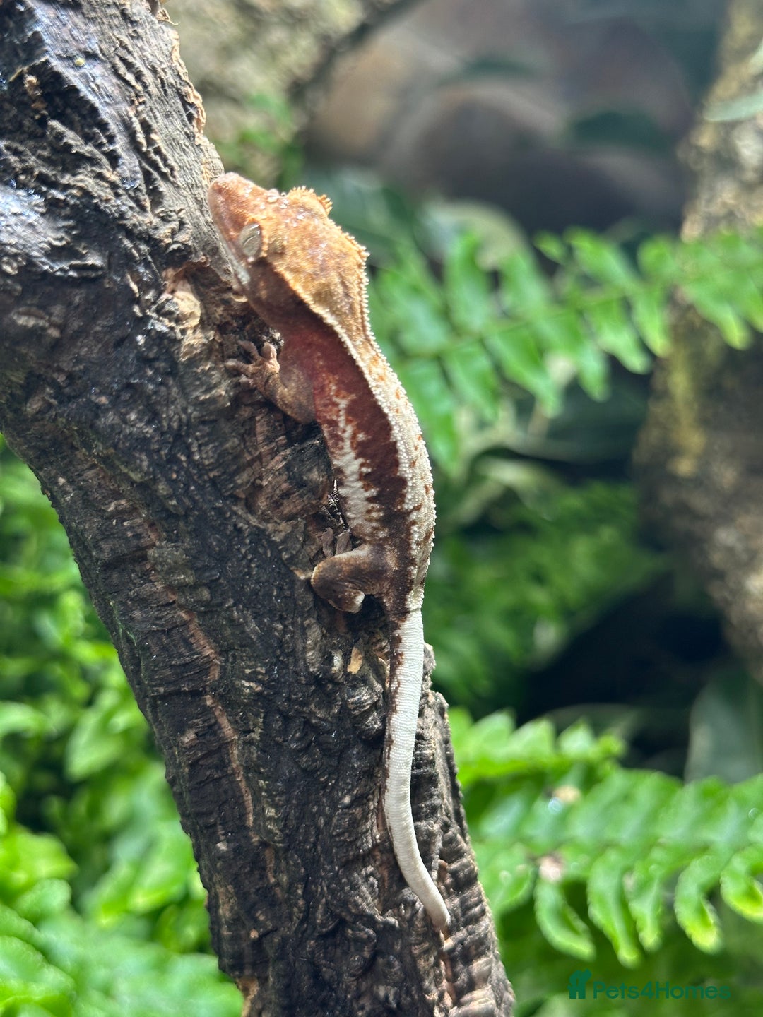 Gecko reptiles for sale: Baby Lilly White Crested Geckos - Image 6