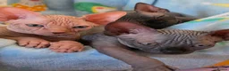 Sphynx cats for sale: ✨ Exceptional Sphynx Kittens Available ✨ - Advert 16