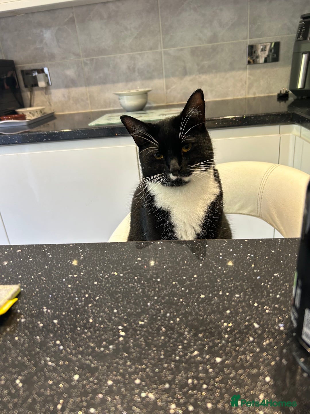 Domestic Shorthair cats for sale: Black kitten - Image 6