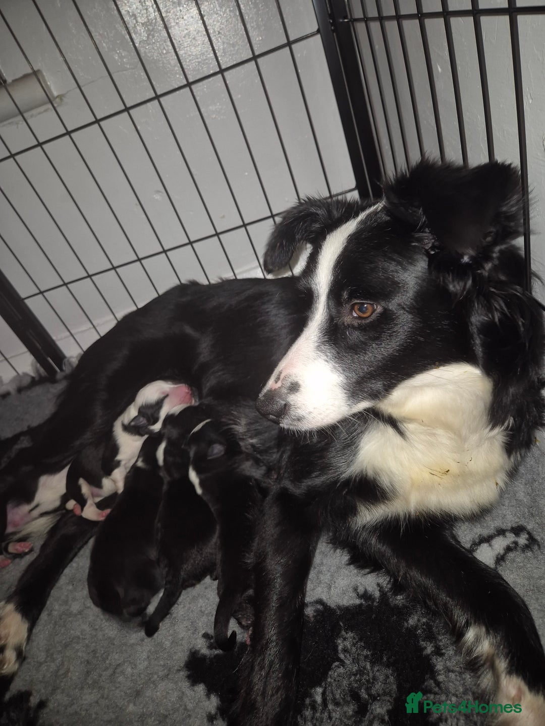 Border Collie dogs for sale: Border collie girl pup - Advert 3