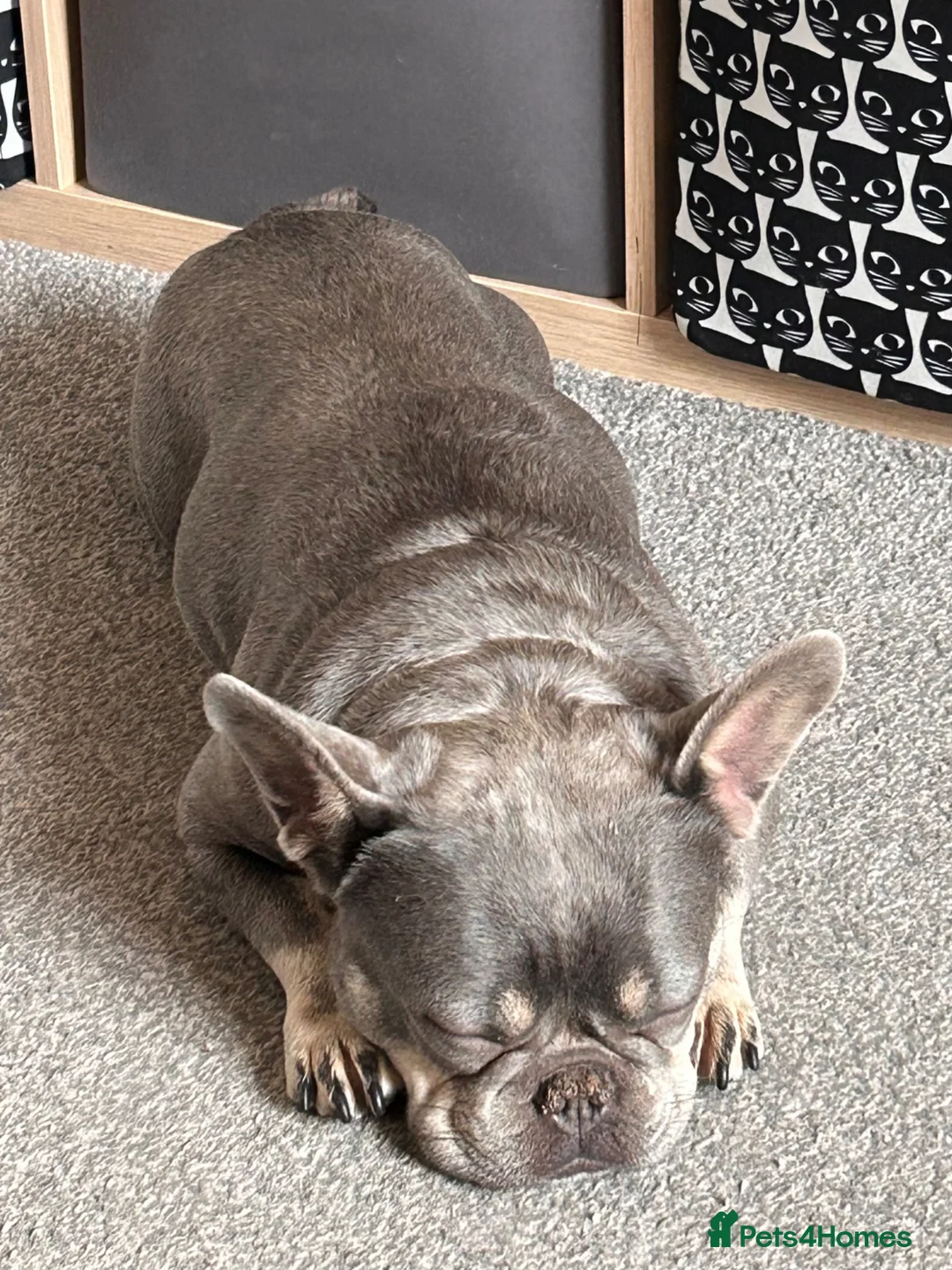 French Bulldog dogs for sale: 3 year old Frenchie female  in Sowerby Bridge - Advert 2