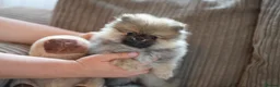 Pomeranian dogs for sale: Four small cute pups  - Advert 24