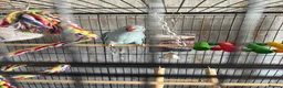 Ringnecks birds for sale: 9 month male ring neck  - Advert 7