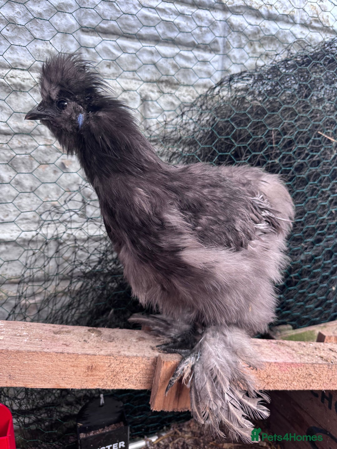 Chickens poultry for sale: Silkied Serama & Blue Silkie Roosters - Advert 4