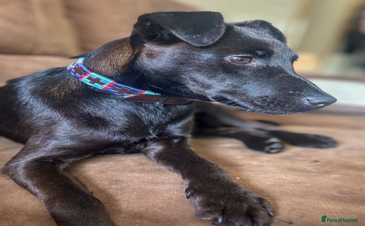 Patterdale Terrier dogs - Advert 6
