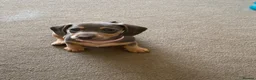 Dachshund dogs for sale: Beautiful miniature dachshund puppy’s  in Newport - Advert 19