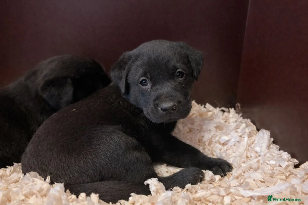 Labrador Retriever dogs for sale: Working/Champion line pedigree Black lab puppies  - Advert 14