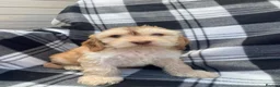 Cockapoo dogs for sale: Cockapoo puppies - Advert 1