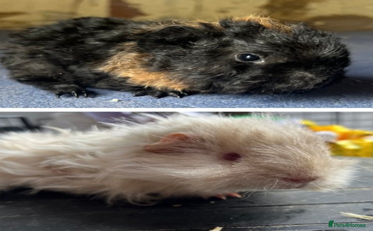 Guinea Pig rodents - Advert 15