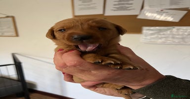 Labrador Retriever dogs - Advert 5